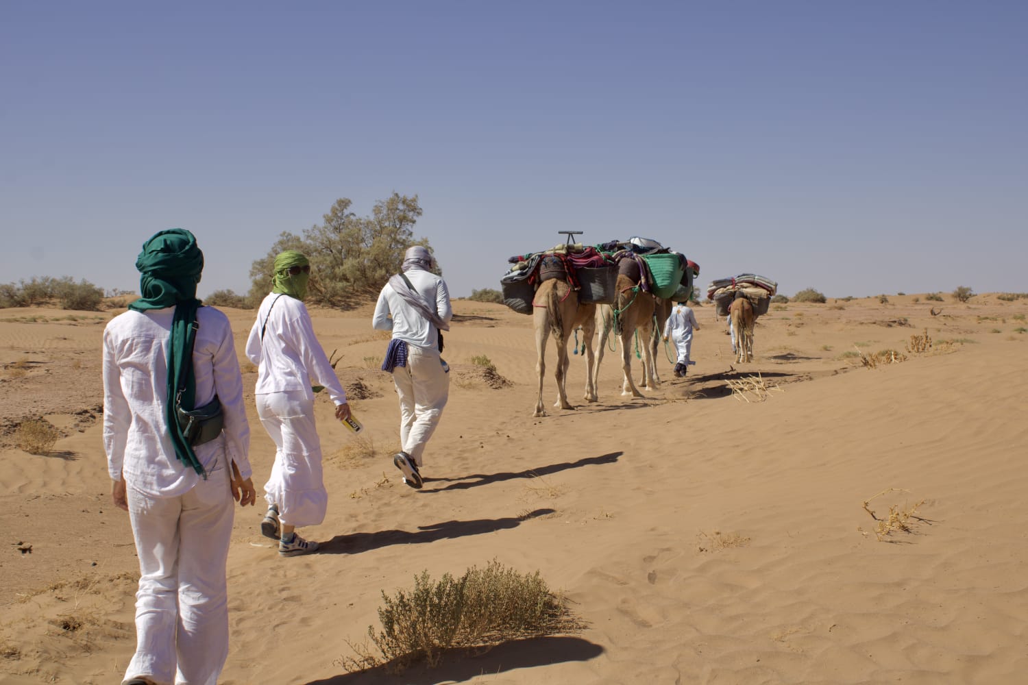 Walking together with camels through the desert