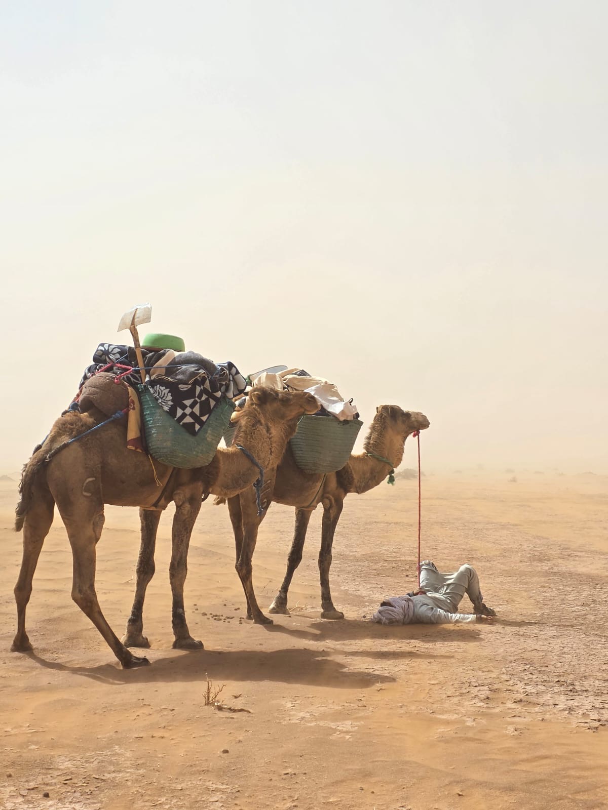Camels and their companion resting in the desert wind